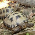 /album/krybdyr/graesk-dvaergskildpadde-jpg/